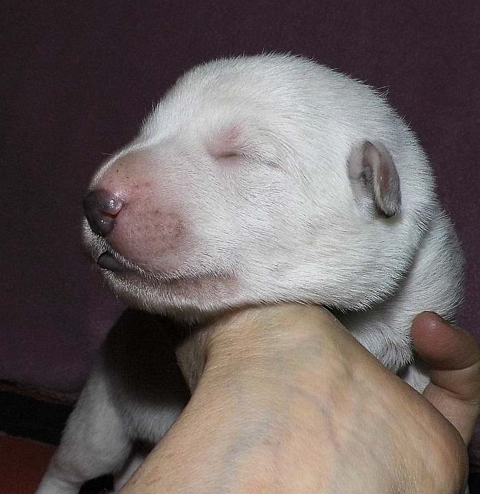 kanadische-weisse-schaeferhunde.de, Welpen weisser Schäferhund