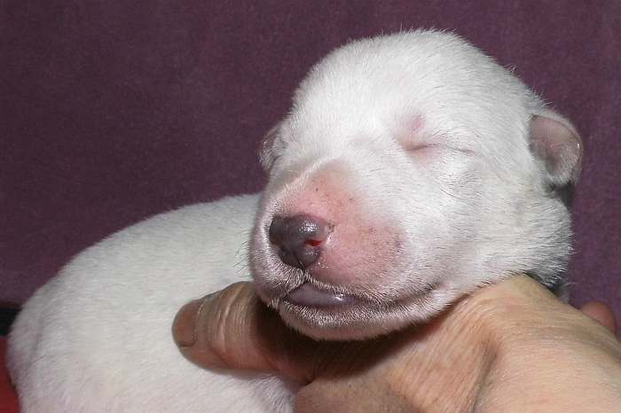 kanadische-weisse-schaeferhunde.de, Welpen weisser Schäferhund