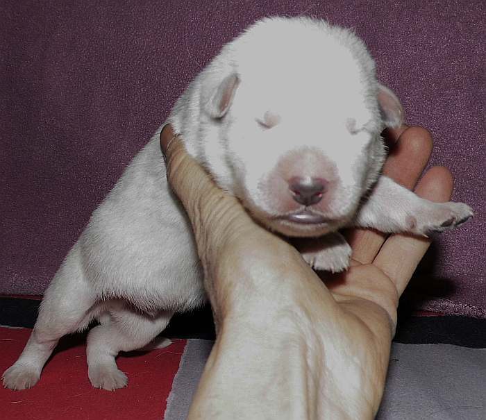 kanadische-weisse-schaeferhunde.de, Welpen weisser Schäferhund