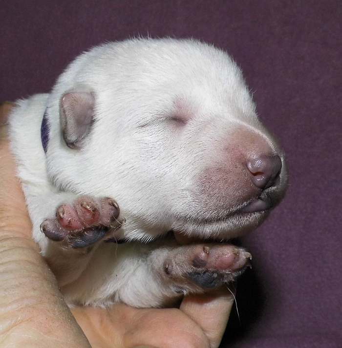 kanadische-weisse-schaeferhunde.de