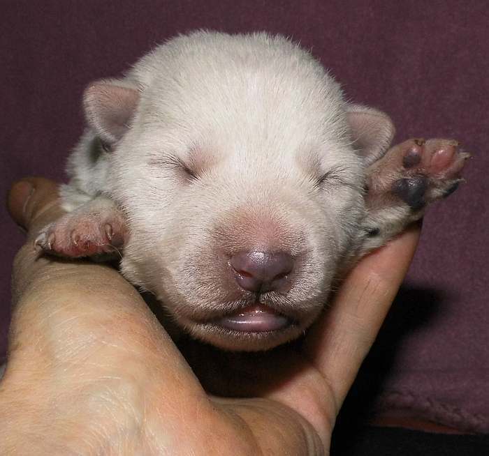 kanadische-weisse-schaeferhunde.de