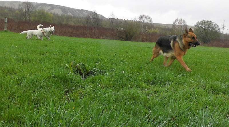 Leo - weisser Schferhund von den Grenzgngern