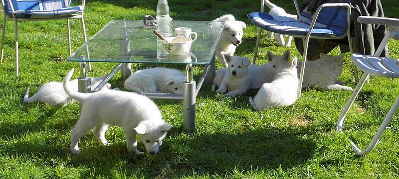 weisser Schferhund von den Grenzgngern