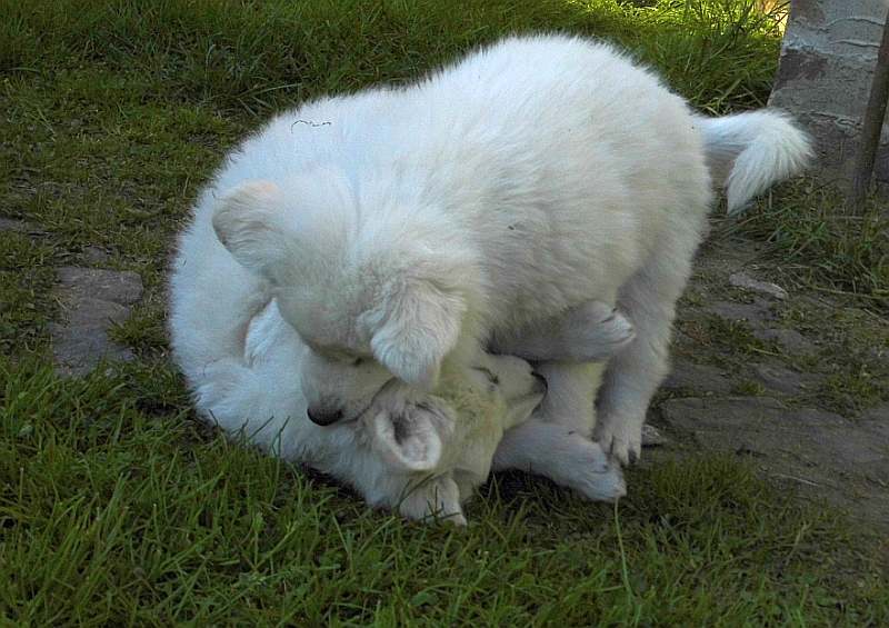 weisser Schferhund von den Grenzgngern