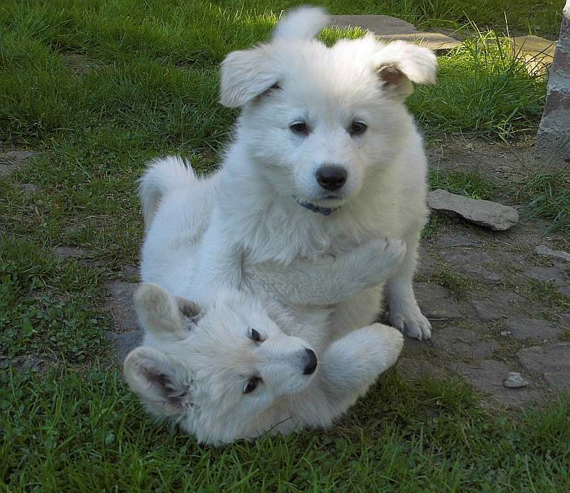 weisser Schferhund von den Grenzgngern