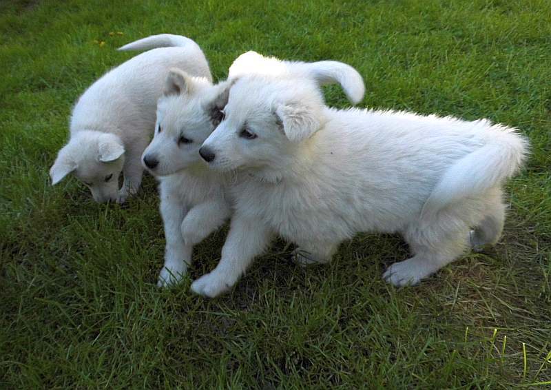 weisser Schferhund von den Grenzgngern