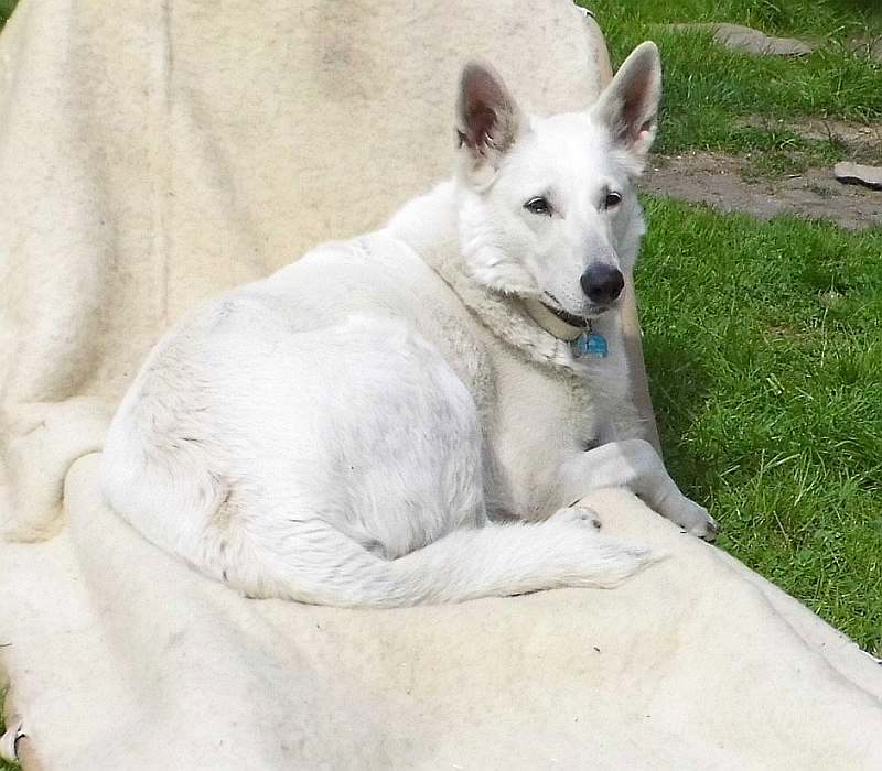 weisser Schferhund von den Grenzgngern