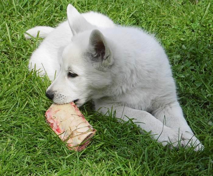 weisser Schferhund - die Grenzgnger