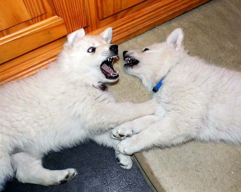 weisser Schferhund von den Grenzgngern