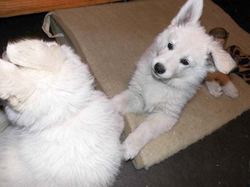 weisser Schferhund von den Grenzgngern