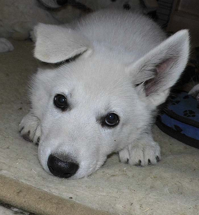 weisser Schferhund - die Grenzgnger