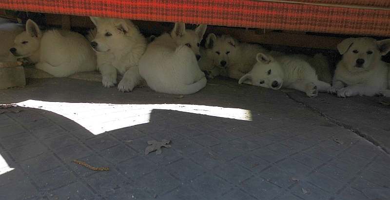 weisser Schferhund von den Grenzgngern