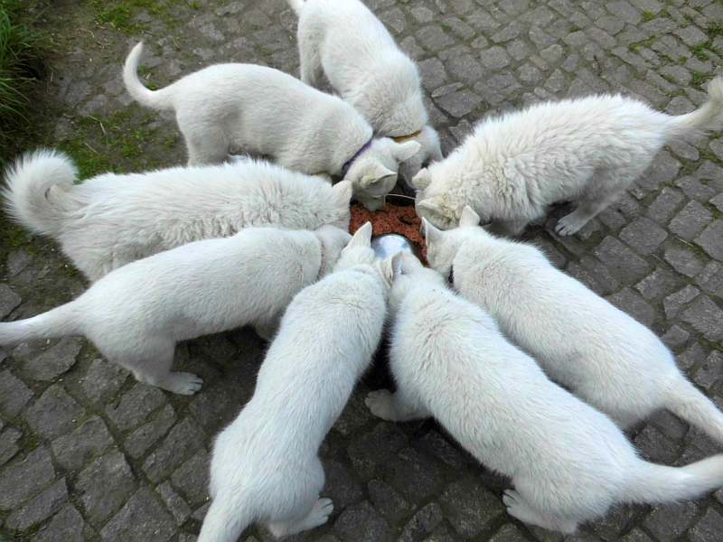 weisser Schferhund von den Grenzgngern