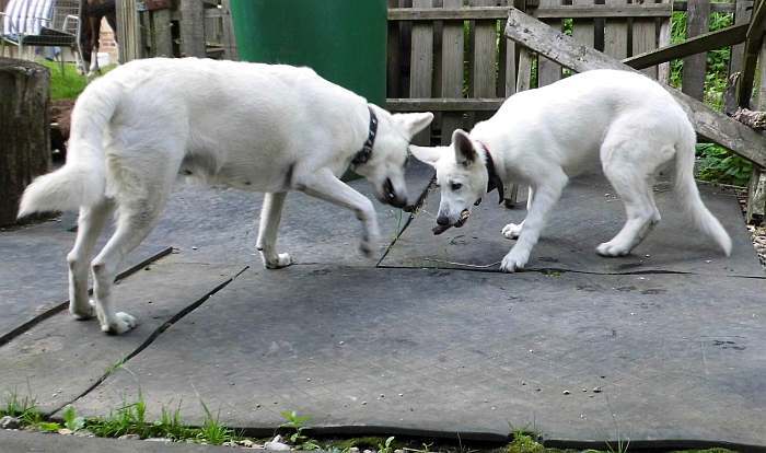 weisser schferhund - die Grenzgnger