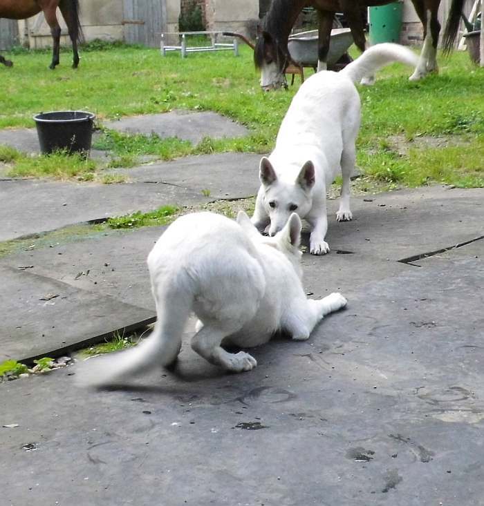 weisser schferhund - die Grenzgnger