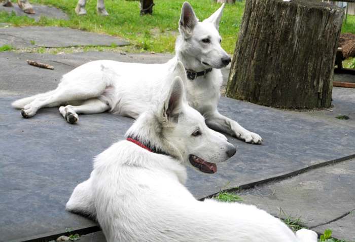 weisser schferhund - die Grenzgnger