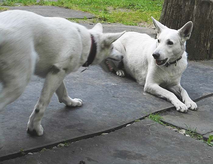 weisser schferhund - die Grenzgnger