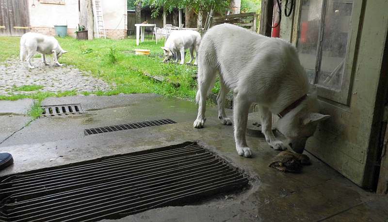 Leo - weisser Schferhund von den Grenzgngern