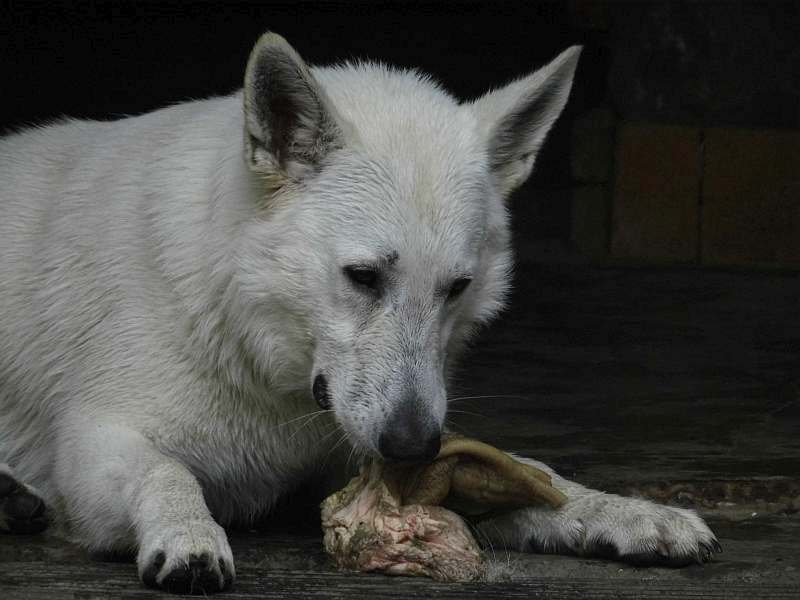 Leo - weisser Schferhund von den Grenzgngern