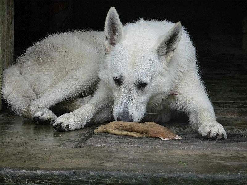 Leo - weisser Schferhund von den Grenzgngern