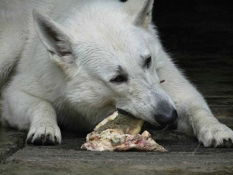 Leo - weisser Schferhund von den Grenzgngern