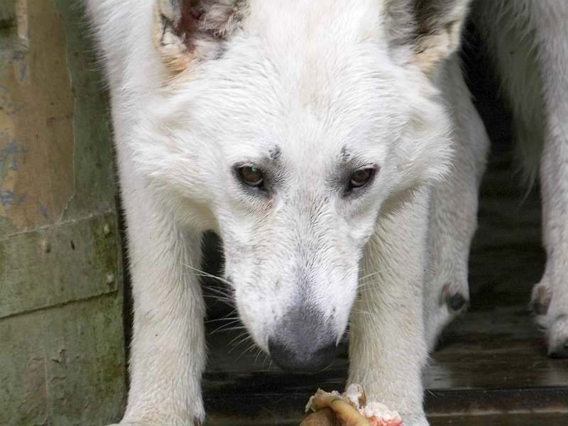 Leo - weisser Schferhund von den Grenzgngern