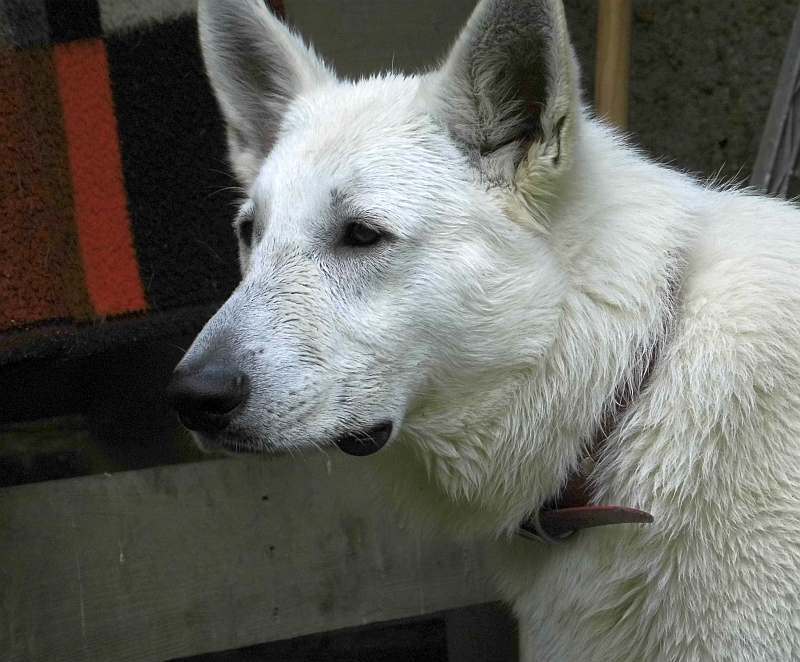 Leo - weisser Schferhund von den Grenzgngern