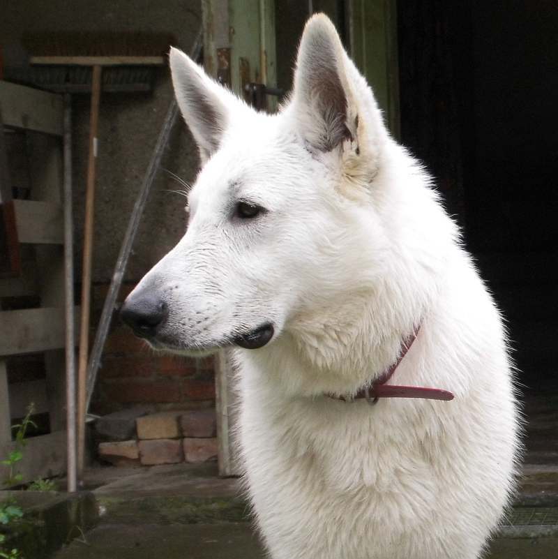 Leo - weisser Schferhund von den Grenzgngern