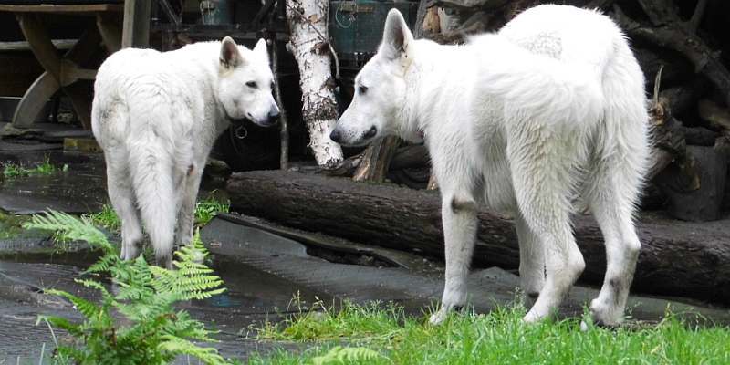 Leo - weisser Schferhund von den Grenzgngern