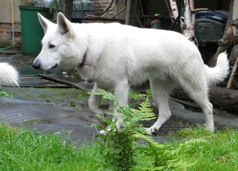 Leo - weisser Schferhund von den Grenzgngern