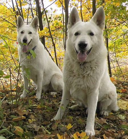 Weisse Schferhunde Cosima und Kenny