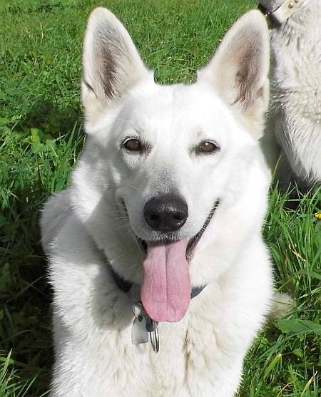 Weisser Schferhund Cosima von den Grenzgngern