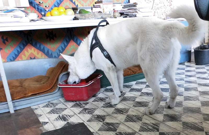 Iwan - weisser Schferhund von den Grenzgngern