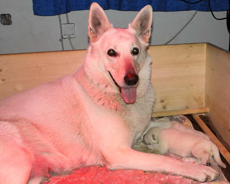 Welpe weisser Schferhund von den Grenzgngern