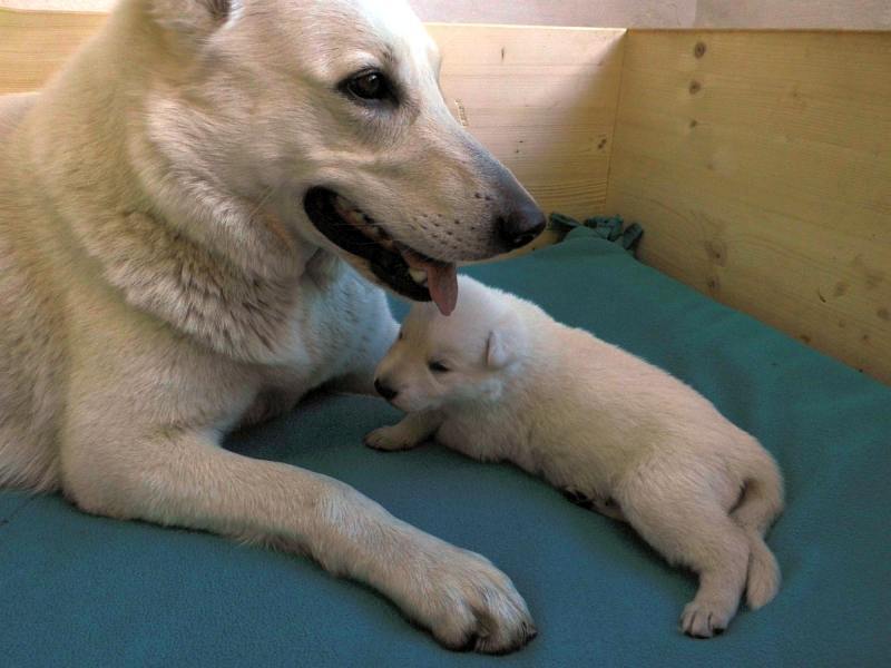 Welpe weisser Schferhund von den Grenzgngern