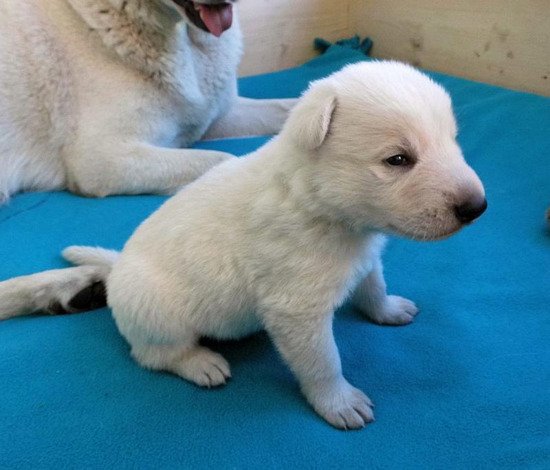 Welpe weisser Schferhund von den Grenzgngern