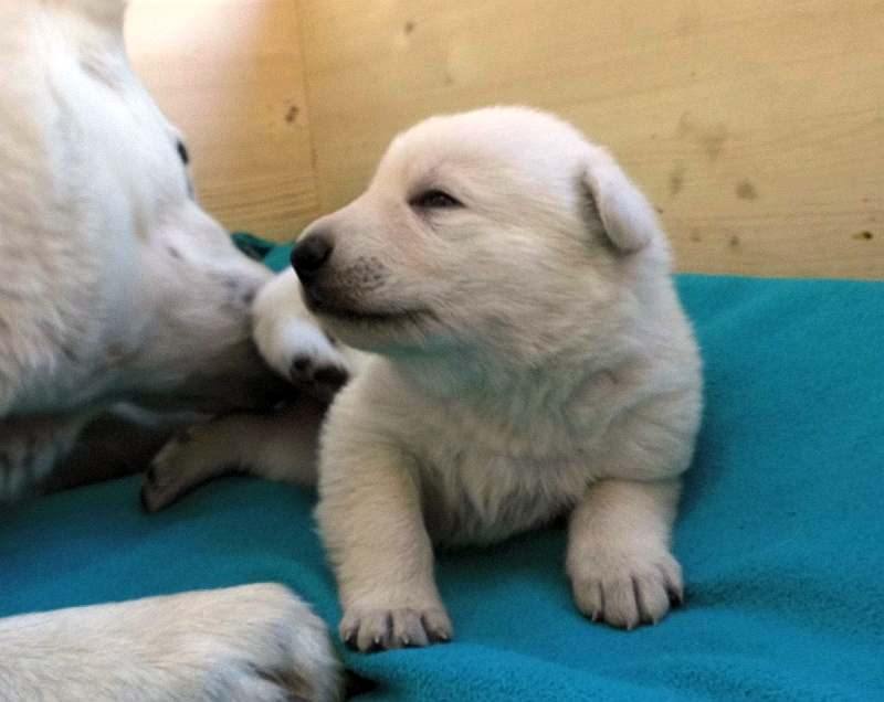 Welpe weisser Schferhund von den Grenzgngern