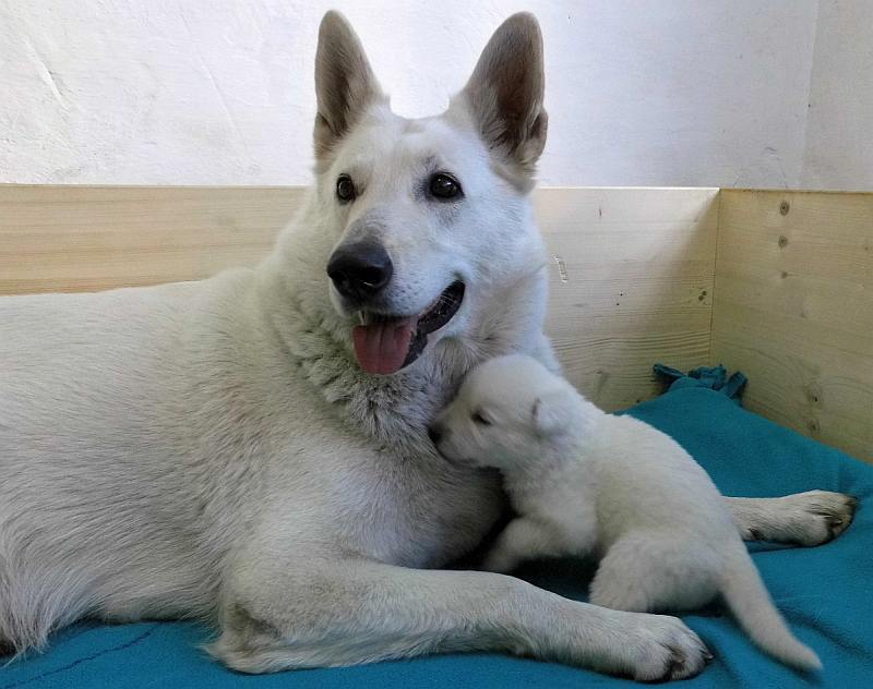 Welpe weisser Schferhund von den Grenzgngern