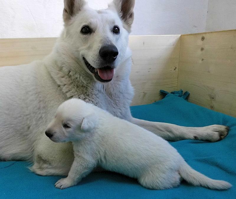 Welpe weisser Schferhund von den Grenzgngern