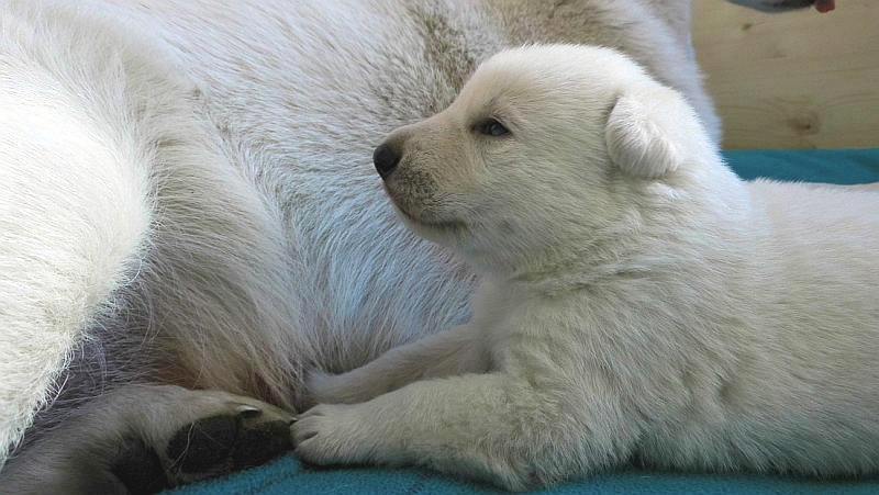 Welpe weisser Schferhund von den Grenzgngern