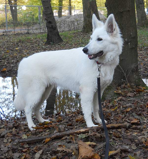 Sunny von den Grenzgngern