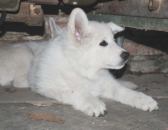 weisser Schäferhund - die Grenzgänger