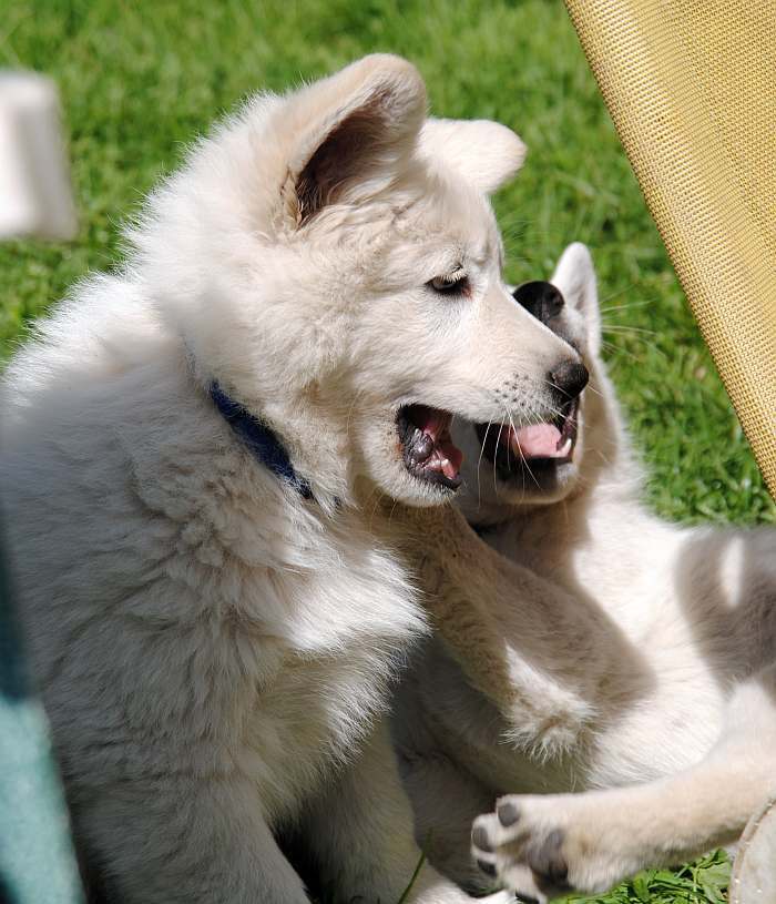 weisser Schferhund - die Grenzgnger