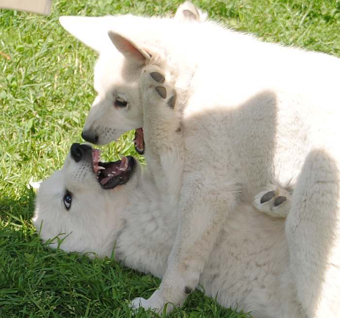 weisser Schäferhund - die Grenzgänger