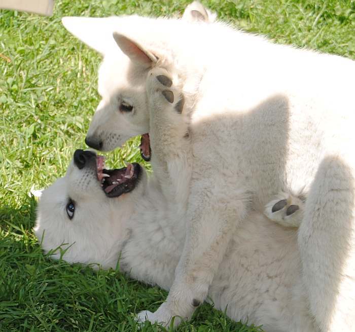 weisser Schferhund - die Grenzgnger