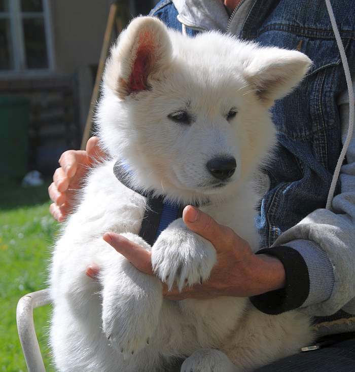 weisser Schäferhund - die Grenzgänger