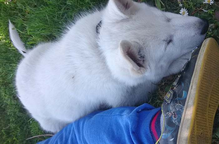 weisser Schäferhund - die Grenzgänger