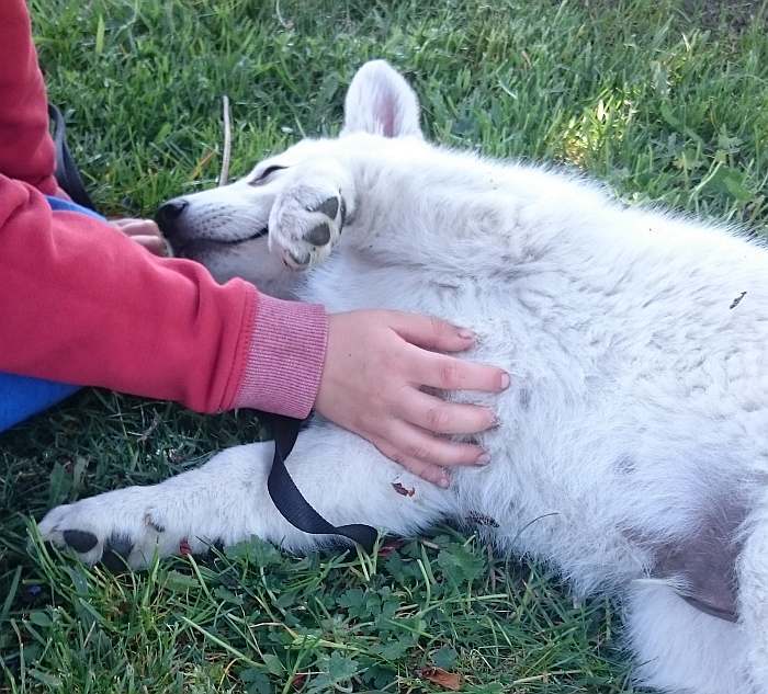 weisser Schäferhund - die Grenzgänger