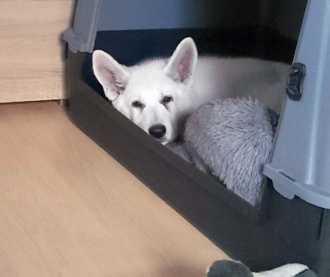 weisser Schäferhund - die Grenzgänger