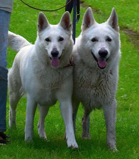 Weisse Schferhunde Cosima und Kenny